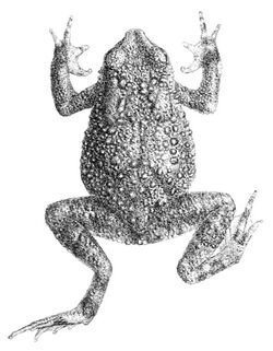 Duttaphrynus beddomii.jpg