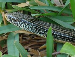 Eastern Glass Lizard.jpg