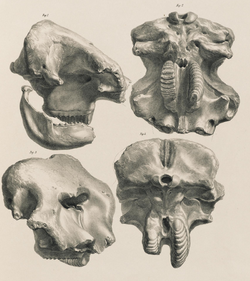 Elephas planifrons teeth - Falconer and Cautley 1845 pl 10.png