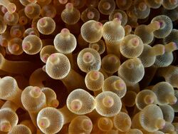 Entacmaea quadricolor (Bubble tip anemone).jpg