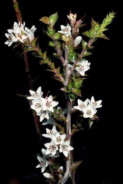 Epacris acuminata.jpg