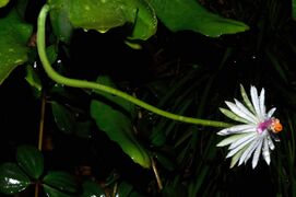Epiphyllum baueri 1.jpg