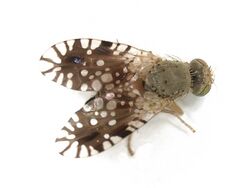 Euaresta bella (Tephritidae) - (female imago), Jefferson (NY), United States.jpg