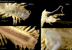 Eunoe abyssorum AM IN2017 V03 006 plate.png