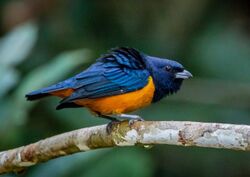 Euphonia rufiventris - Rufous-bellied euphonia (adult male), Manacapuru, Amazonas, Brazil.jpg