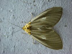 Euplocia membliaria.jpg