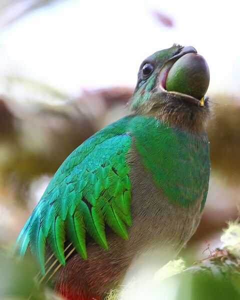 File:Female resplendent quetzal eating a wild avocado.jpg