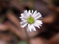 Flower Sheldon Forest Sydney Australia possibly Lagenophora gracilis.JPG