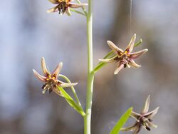 Fritillaria brandegeei (greenhorn fritillary) (5708191159).jpg