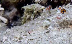 Fusigobius signipinnis.jpg