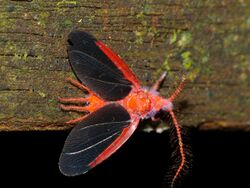 Giant Scale Insect (Drosicha corpulenta) male (15535339092).jpg
