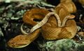 Golden lancehead viper.jpg