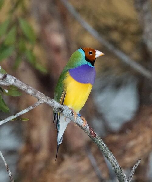 File:Gouldian Finch (Bird enclosure) Wildlife Habitat Port Douglas, Queensland (32149977195).jpg