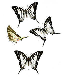 Graphium anticrates 476.png