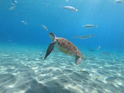 Green Sea Turtle, Curaçao.jpg