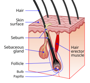 Hair follicle-en.svg