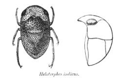 Helotrephes indicus FBI.jpg