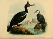 History of the birds of NZ 1st ed p332.jpg