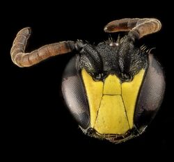 Hylaeus modestus, M, Face, VA, Wolftrap 2013-06-26-17.21.38 ZS PMax (9152224658).jpg