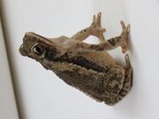 Lateral view of a toad