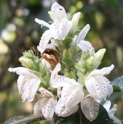 Isoglossa woodii flowers close.JPG