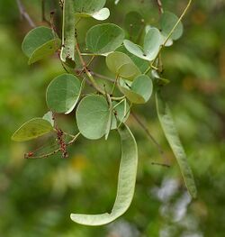 Jhinjheri (Bauhinia racemosa) leaves & fruit pods in Hyderabad, AP W IMG 7117.jpg