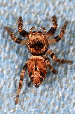 Jumping Spider - Evarcha proszynskii, near Bassetts, California.jpg