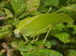 Katydid (Catoptropteryx aurita) (13818963885).jpg