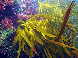 Kelp Lessonia corrugata Hobart.jpg