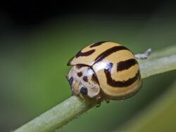 Ladybird (beetle) (23780605369).jpg