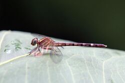 Leaftail dragonfly (Phyllogomphoides sp.) female.jpg