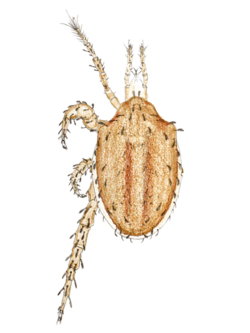 Macrocheles carinatus by Oudemans.png