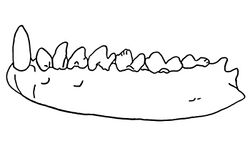 Mandibula of Bisonalveus browni.jpg