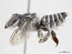 Megachile tenuicincta f.jpg