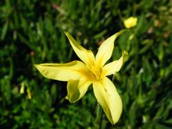 Moraea collina flower.JPG