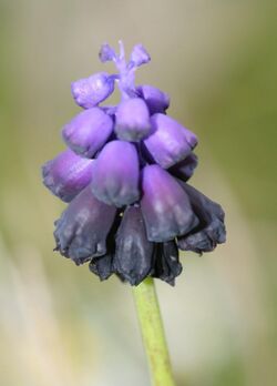 Muscari commutatum (4780447214).jpg