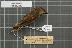 Naturalis Biodiversity Center - RMNH.AVES.137041 1 - Cisticola rufa (Fraser, 1843) - Sylviidae - bird skin specimen.jpeg