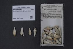 Naturalis Biodiversity Center - RMNH.MOL.176080 - Lampanella minima (Gmelin, 1791) - Batillariidae - Mollusc shell.jpeg