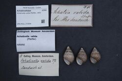 Naturalis Biodiversity Center - ZMA.MOLL.373594 - Achatinella valida Pfeiffer, 1855 - Achatinellidae - Mollusc shell.jpeg