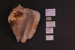 Naturalis Biodiversity Center - ZMA.MOLL.45298 - Lobatus galeatus Swainson, 1823 - Strombidae - Mollusc shell.jpeg