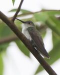 Olive-spotted Hummingbird.jpg