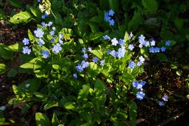 Omphalodes verna in a garden.jpg