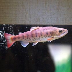 Oncorhynchus masou ishikawae by OpenCage.jpg