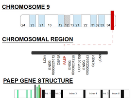 PAEP gene structure