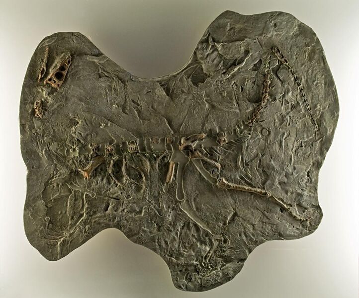 File:Panphagia fossil DSC 6168.jpg