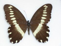 Papilio gallienus Distant, 1879.JPG
