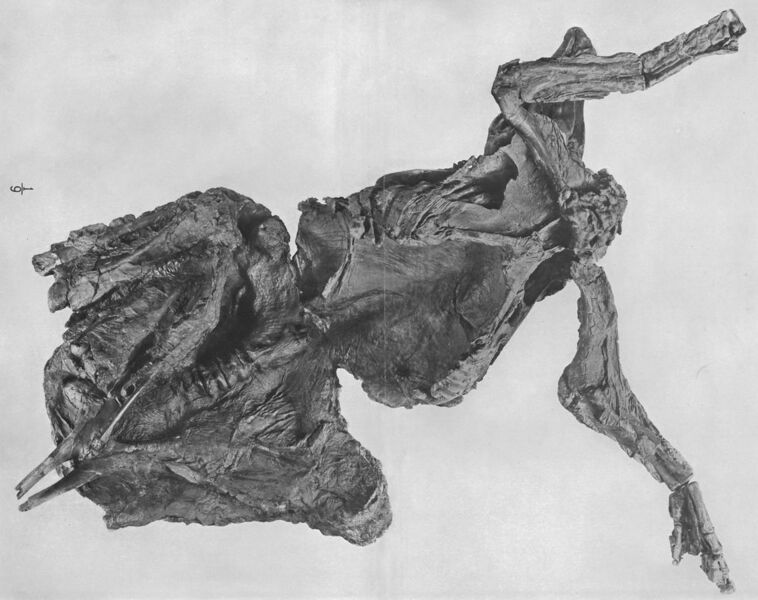 File:Pasta - mummified trachodon - AmMusNatHist.jpg