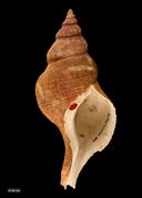Penion sulcatus (Lamarck, 1816) (AM MA72164-1).jpg