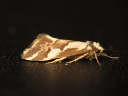 Philenora chionastis (12225258216).jpg