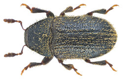 Phloeotribus rhododactylus (Marsham, 1802) Syn.- Phloeophthorus rhododactylus Marsham, 1802 (16528133743).png